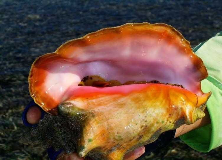 Close-up of a conch shell.