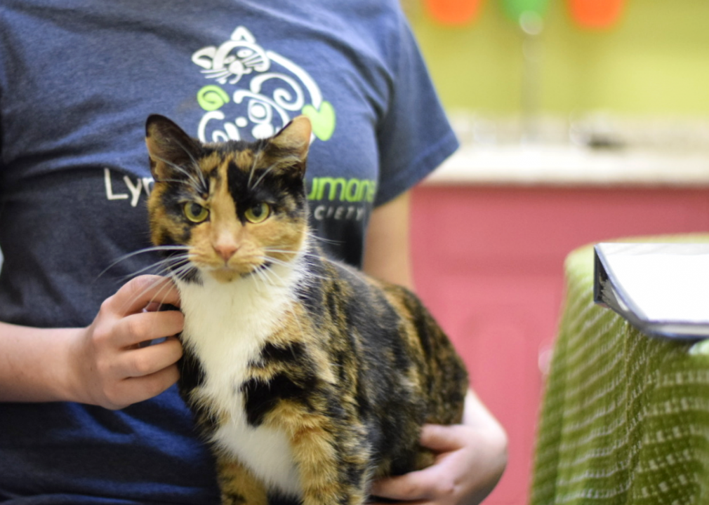 Virginia: Lynchburg Humane Society