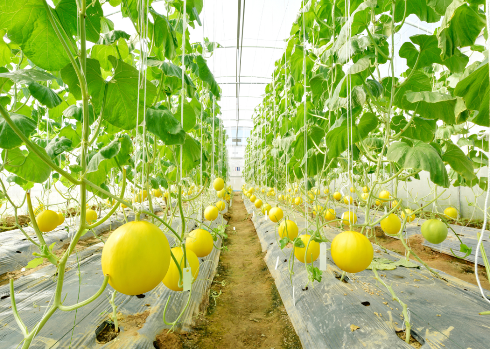 Yellow melons growing in greenhouse farm.