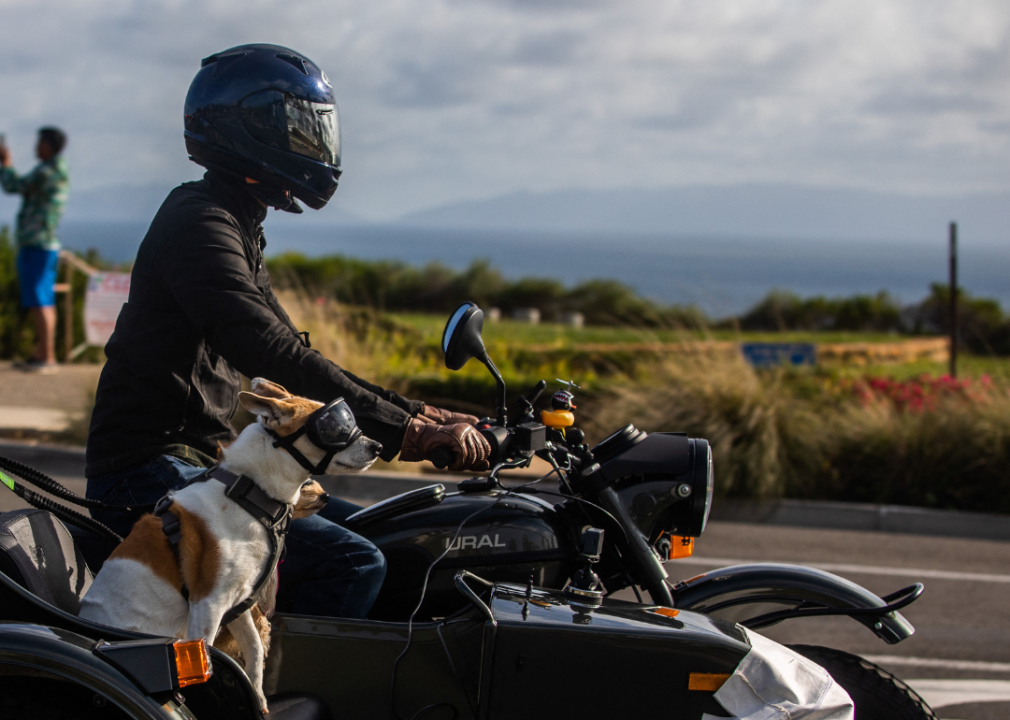 A man rides his motorcycle with dogs in the sidecar.