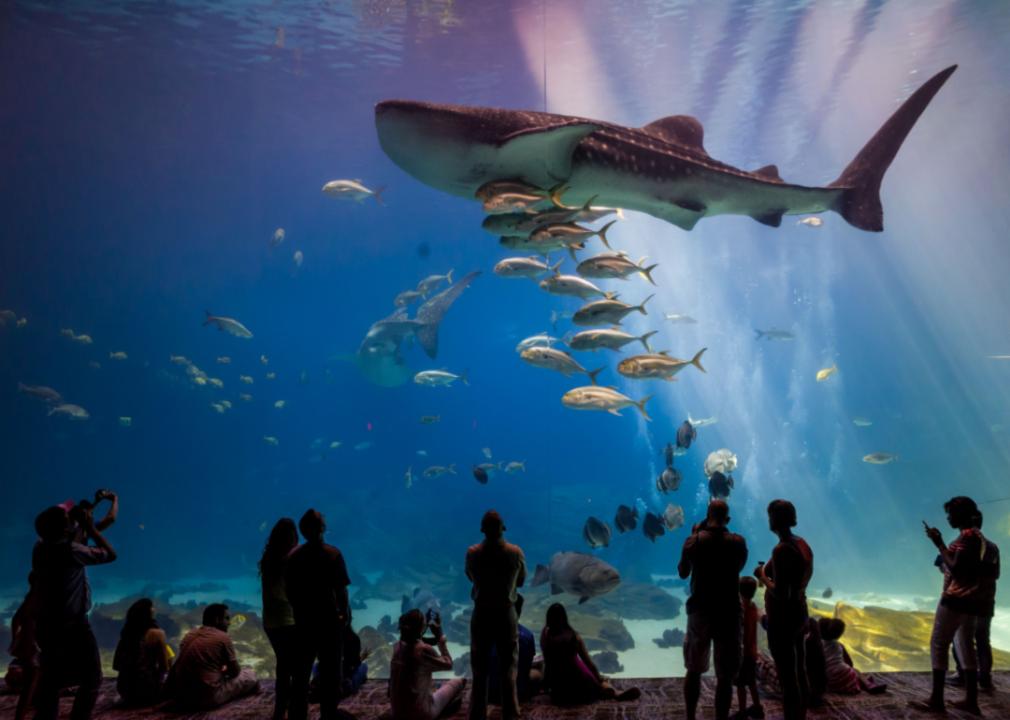 People viewing underwater wildlife at the Atlanta Aquarium.