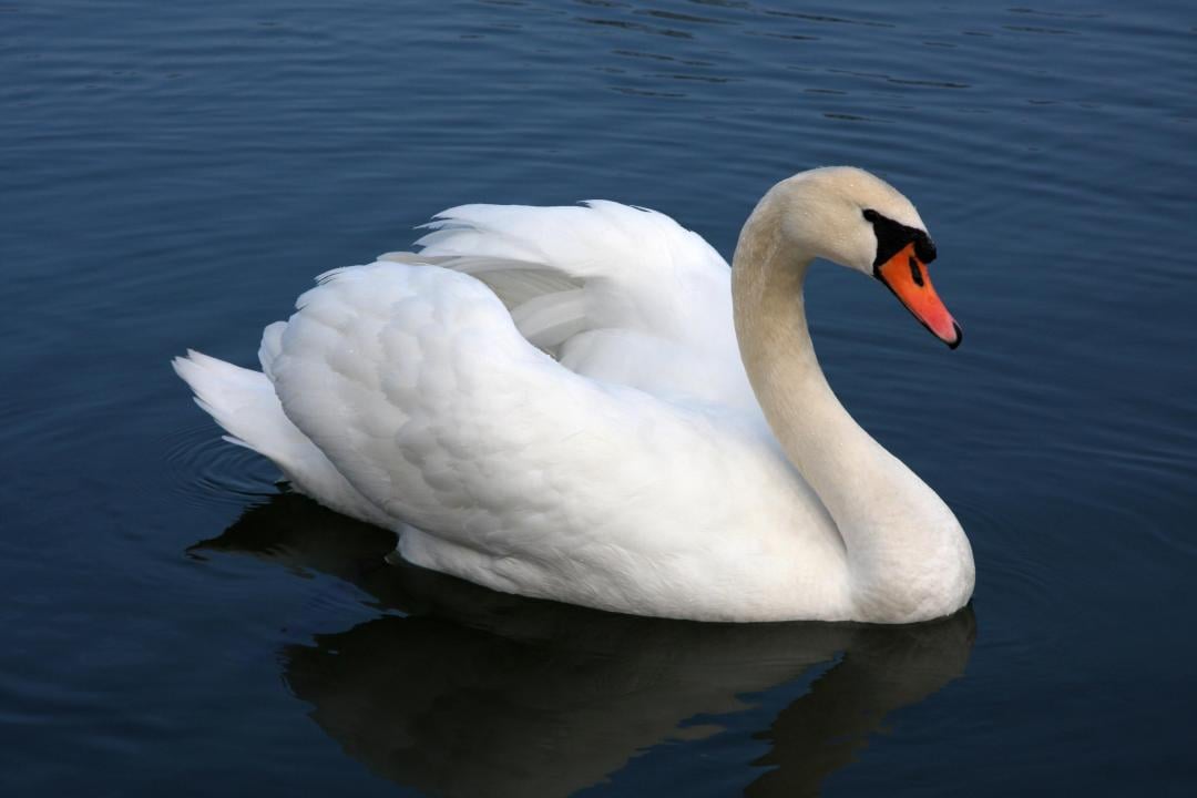 A swan in a lake.