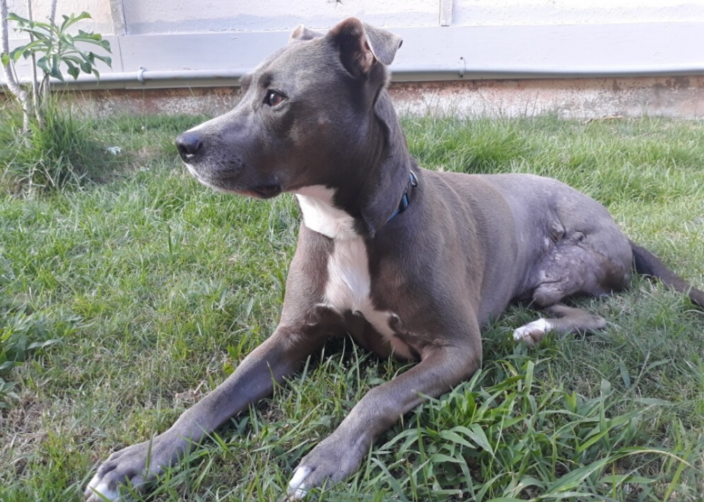 Hawaii: Oahu SPCA
