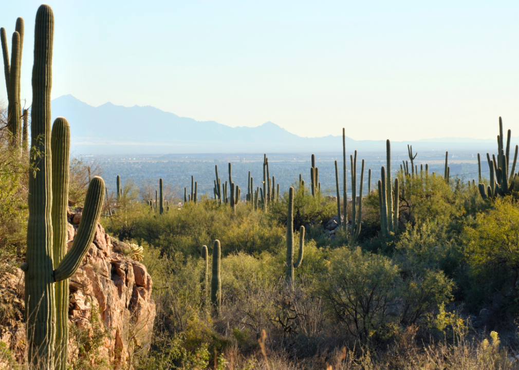 Desert landscape filled with cacti in Arizona.