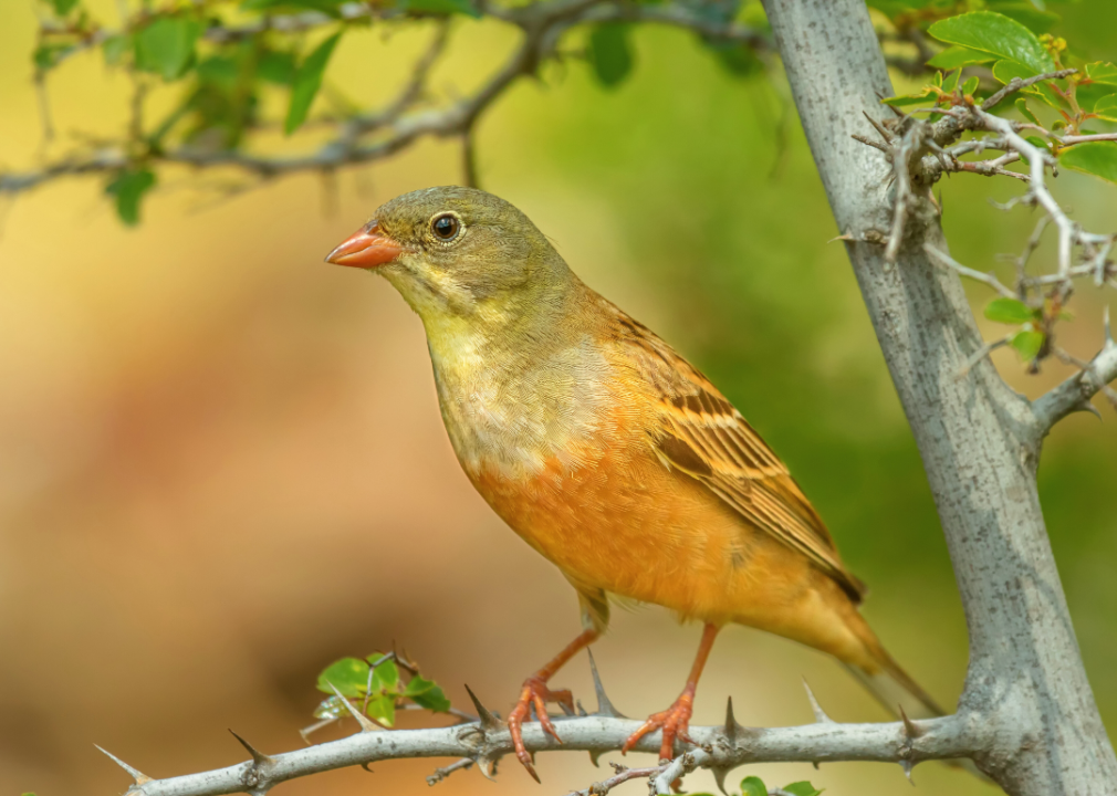 Ortolan bunting in the wild.