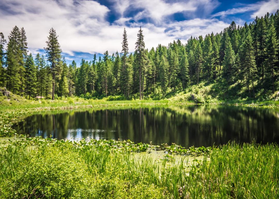 A pond surrounded by forest.