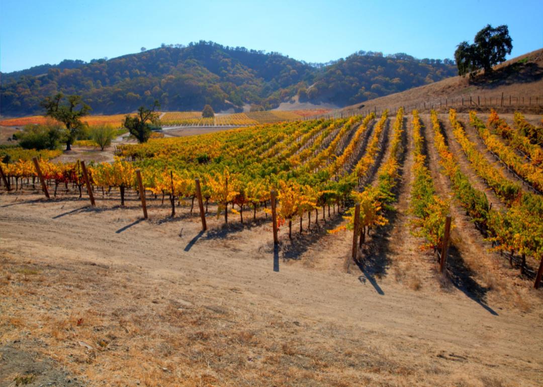 A vineyard in Autumn.