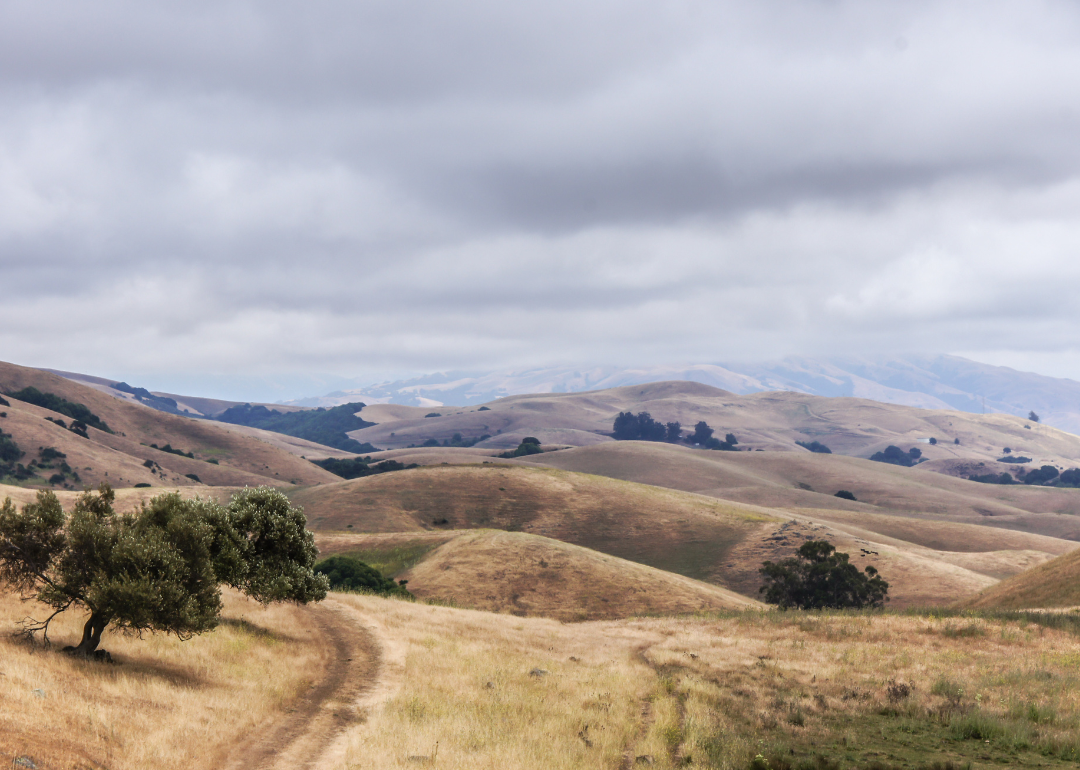 A trail in the grassy foothills.