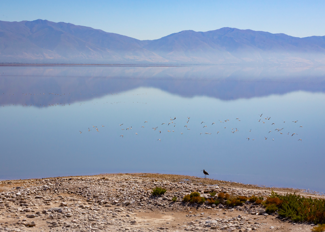 Birds on the Great Salt Lake.