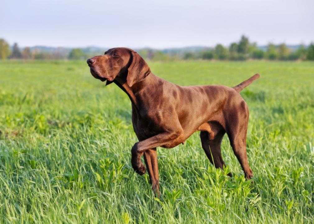 A German shorthaired pointer standing alert in a field of tall grass.