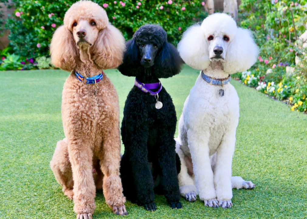 Three poodles.