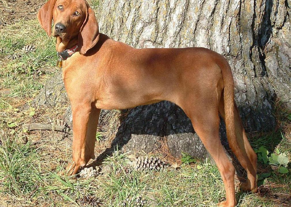 redbone coonhound mastiff mix
