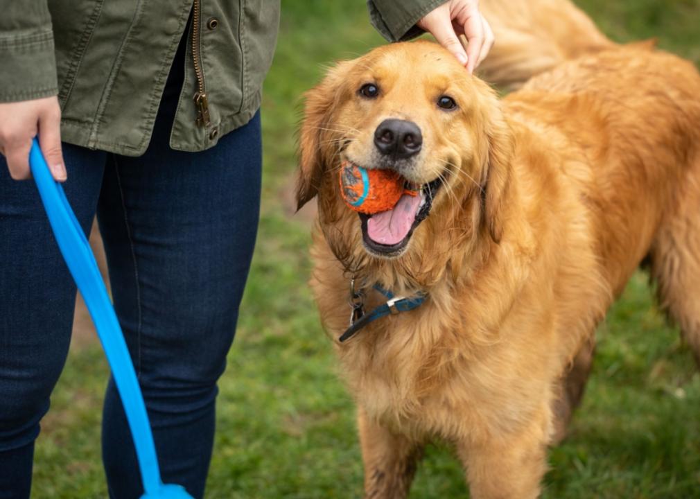 A golden retriever with a tennis ball in its mouth, standing beside a person holding a fetch toy. 