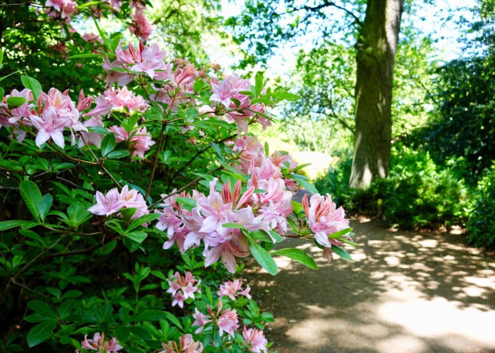 Pink Rhododendrons on a trail.