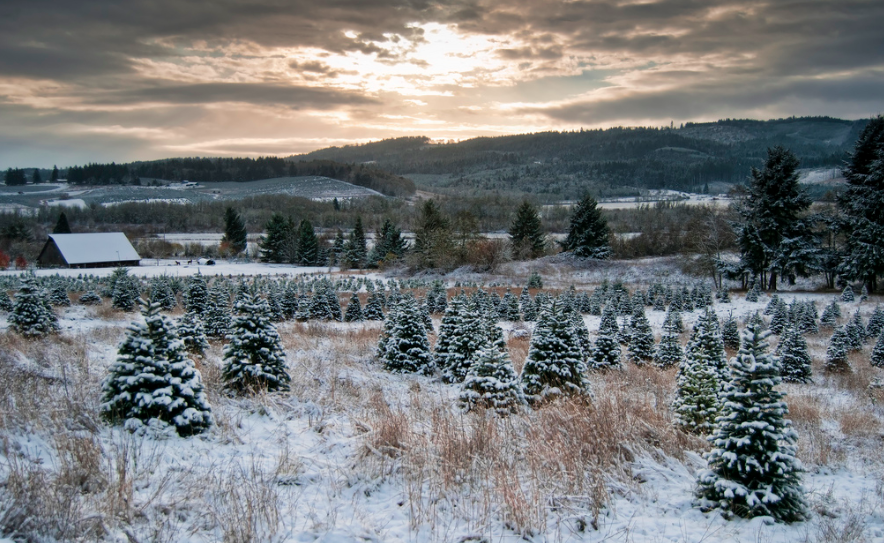 states-that-produce-the-most-christmas-trees-103-3-the-vibe