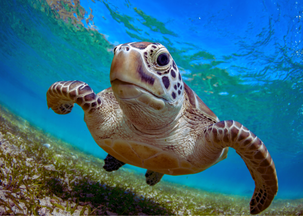 A sea turtle swimming underwater.