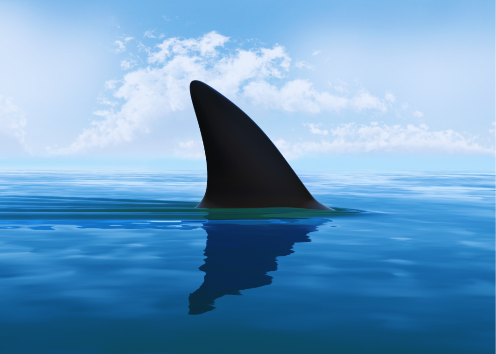 A shark fin above the water surface.