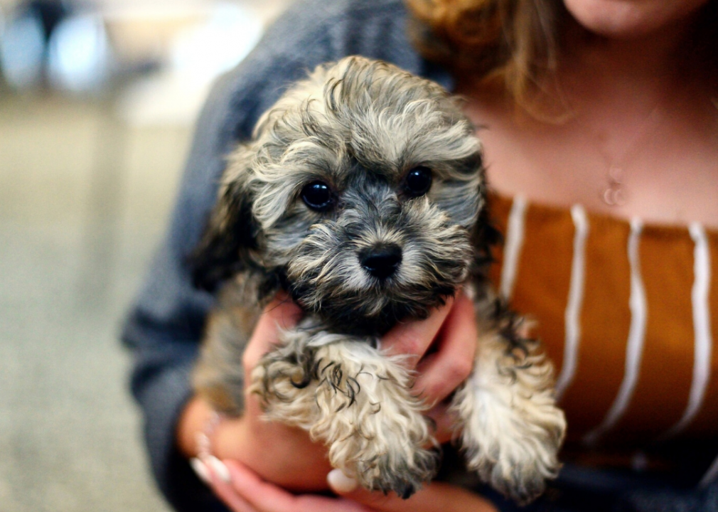 Washington: Spokane County Regional Animal Protection Service (SCRAPS)