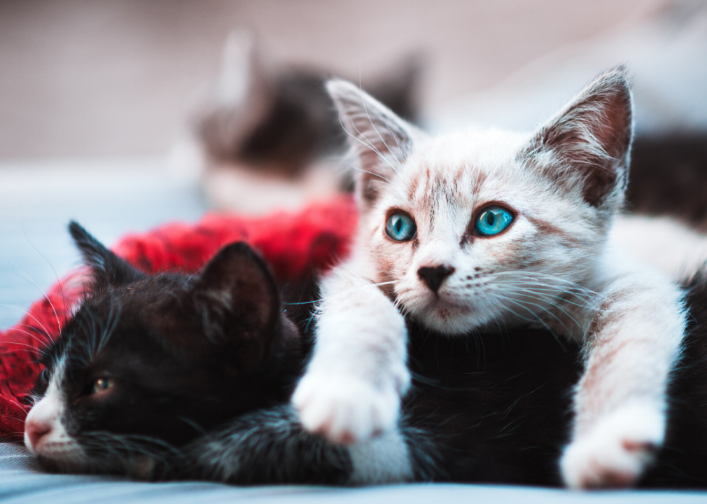 Mississippi: Southern Pines Animal Shelter