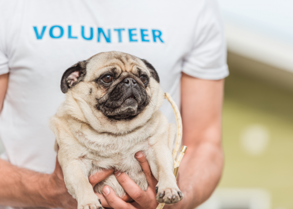 Pennsylvania: Brandywine Valley SPCA