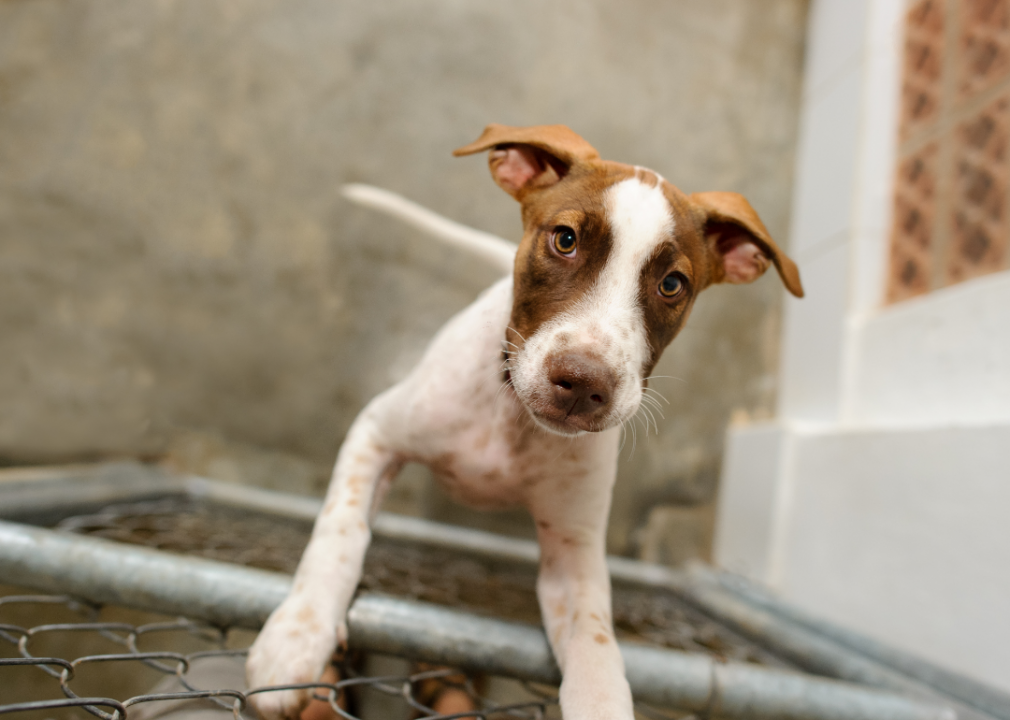 Wyoming: Laramie Peak Humane Society