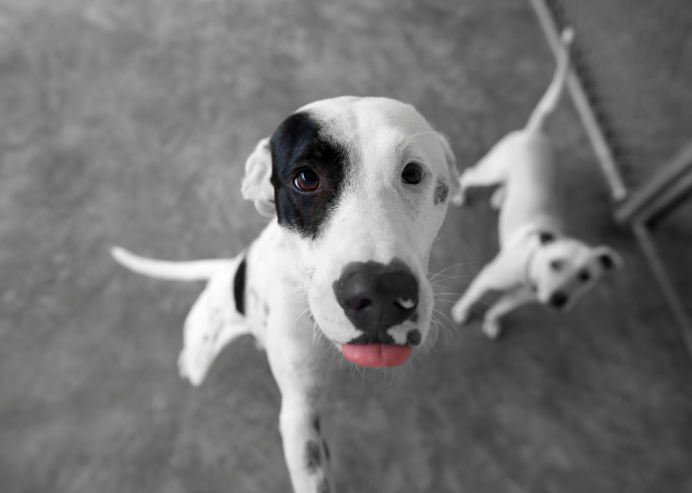 New Jersey: St. Hubert's Animal Welfare Center