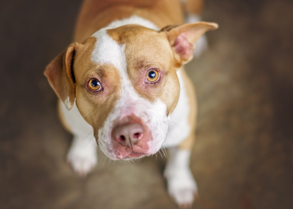 Alabama: City of Huntsville Animal Services