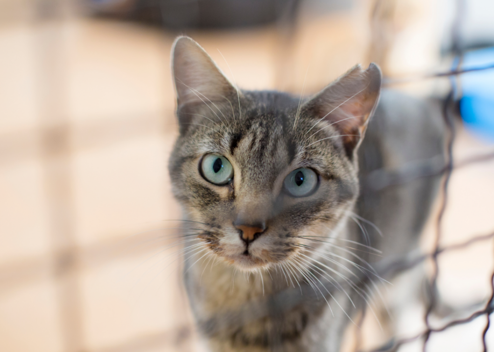 Maine: Animal Refuge League of Greater Portland