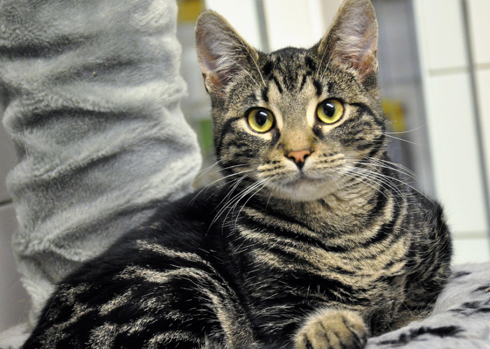Oklahoma: Oklahoma Humane Society