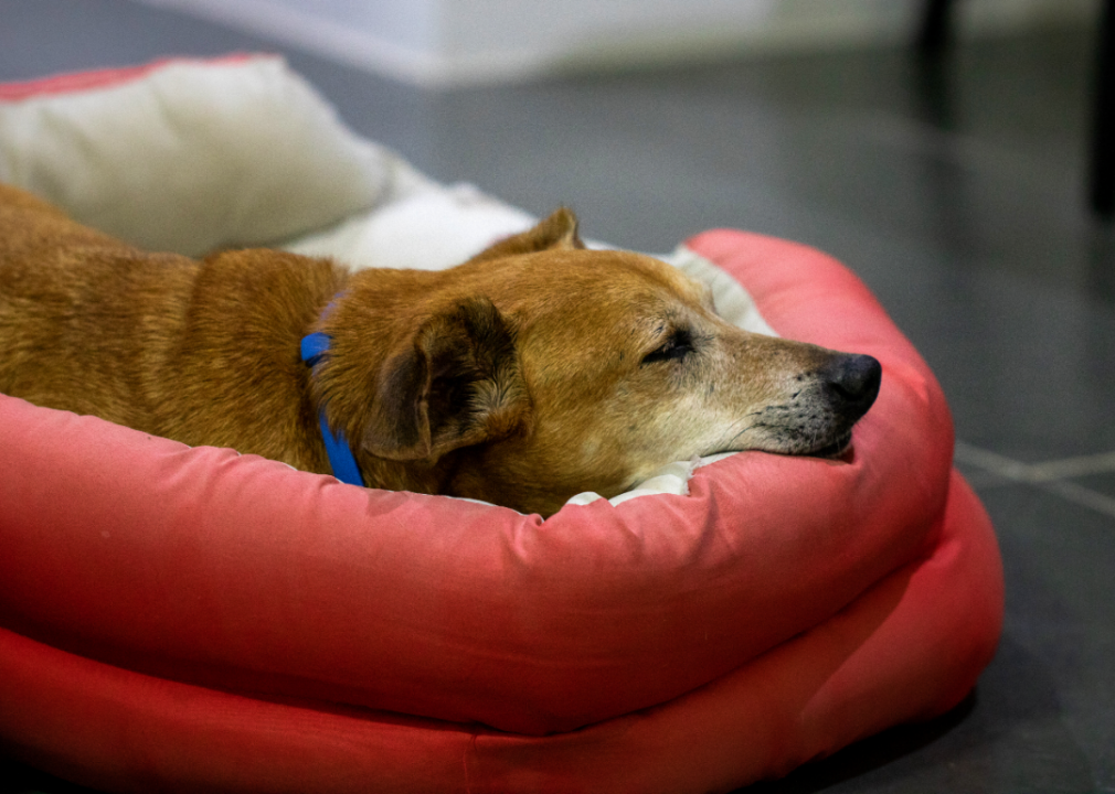 Colorado: Humane Society of Boulder Valley