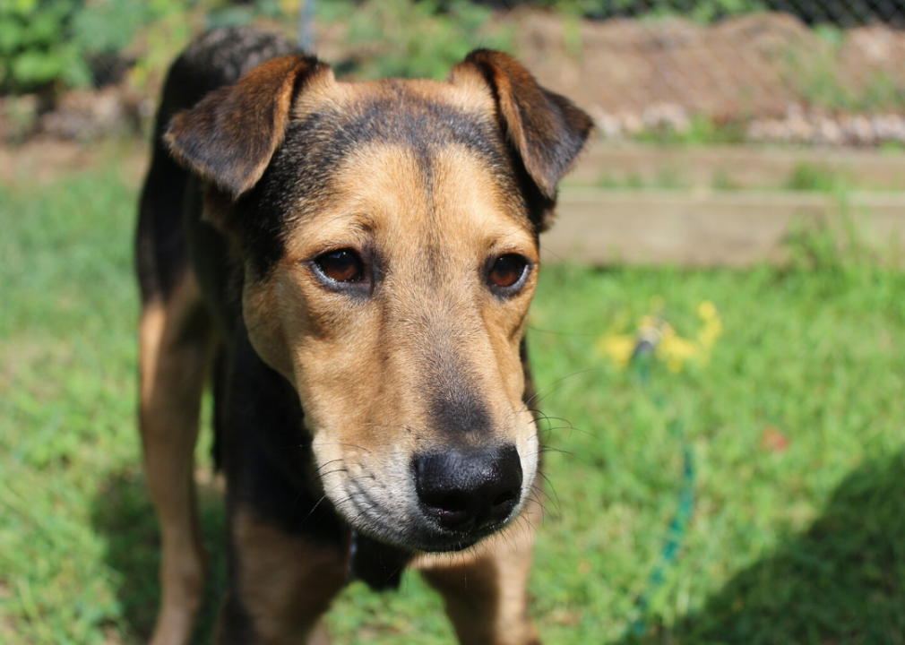 Massachusetts: Northeast Animal Shelter