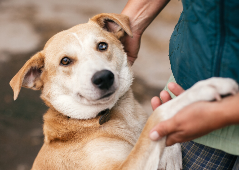 Alaska: Juneau Animal Rescue