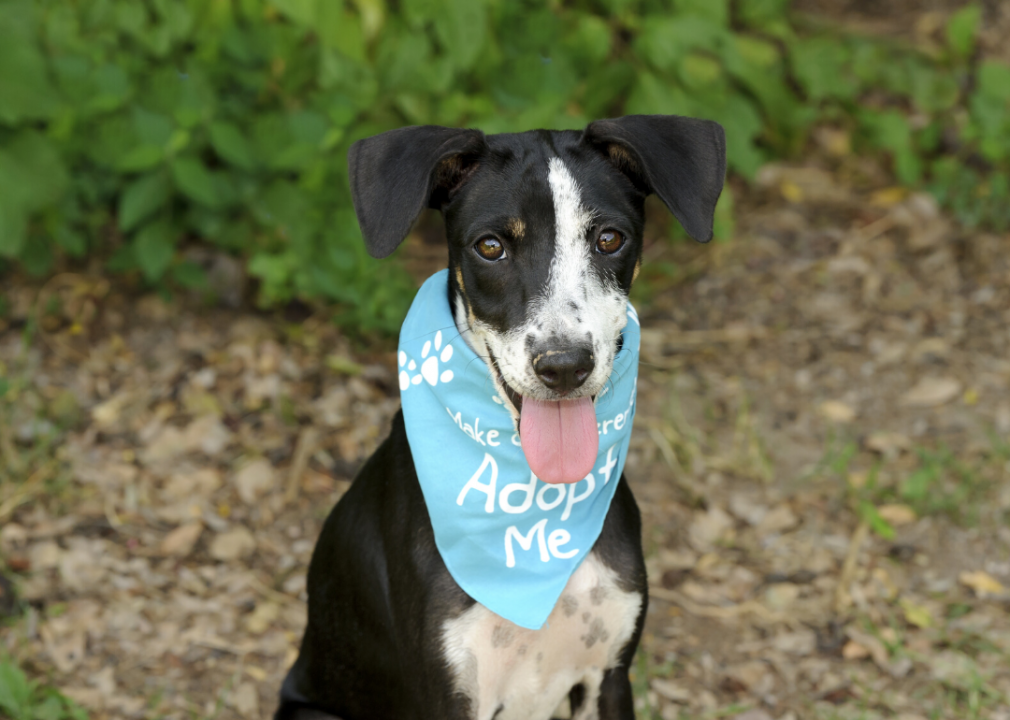 North Carolina: Rowan County Animal Shelter