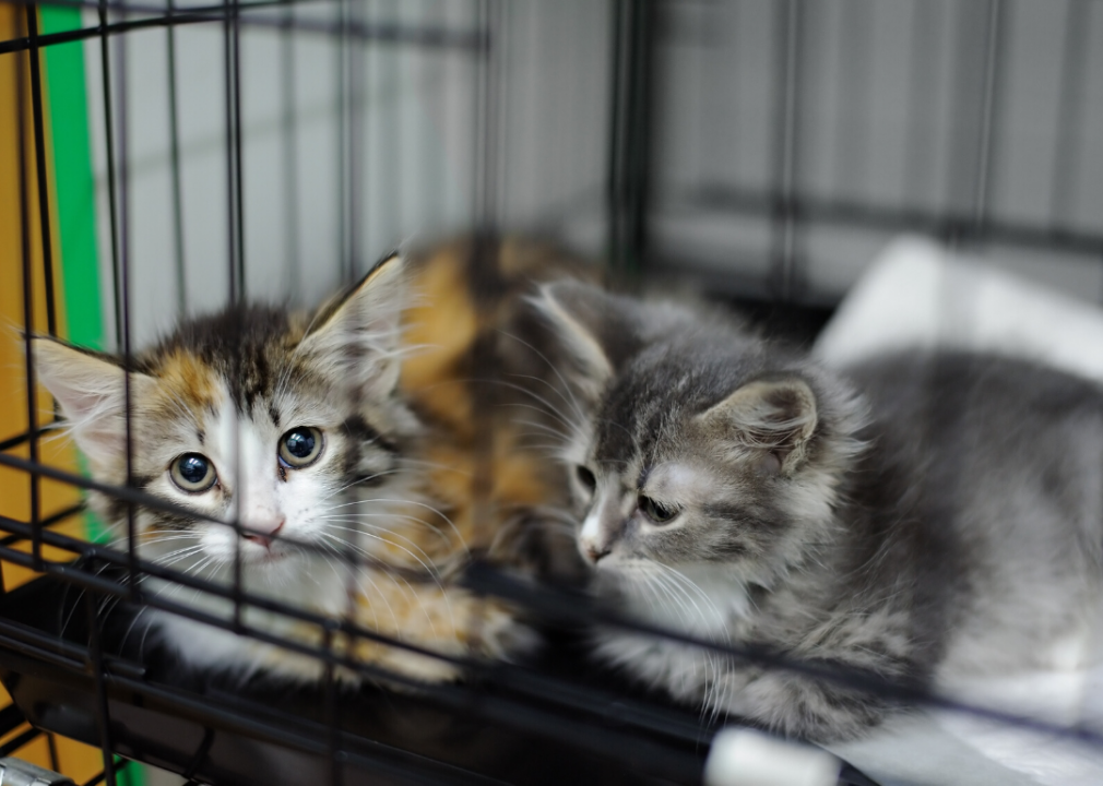 Idaho: Kootenai Humane Society