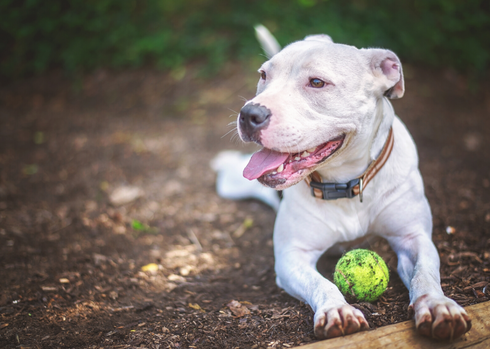 Ohio: Friendship Animal Protective League
