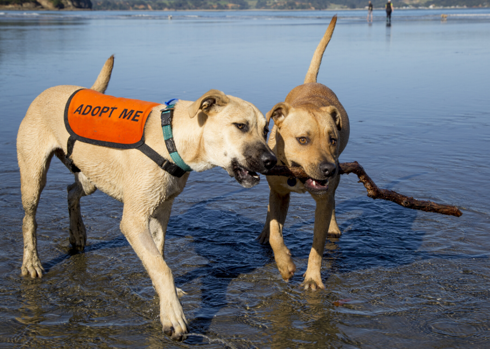 Rhode Island: Potter League for Animals