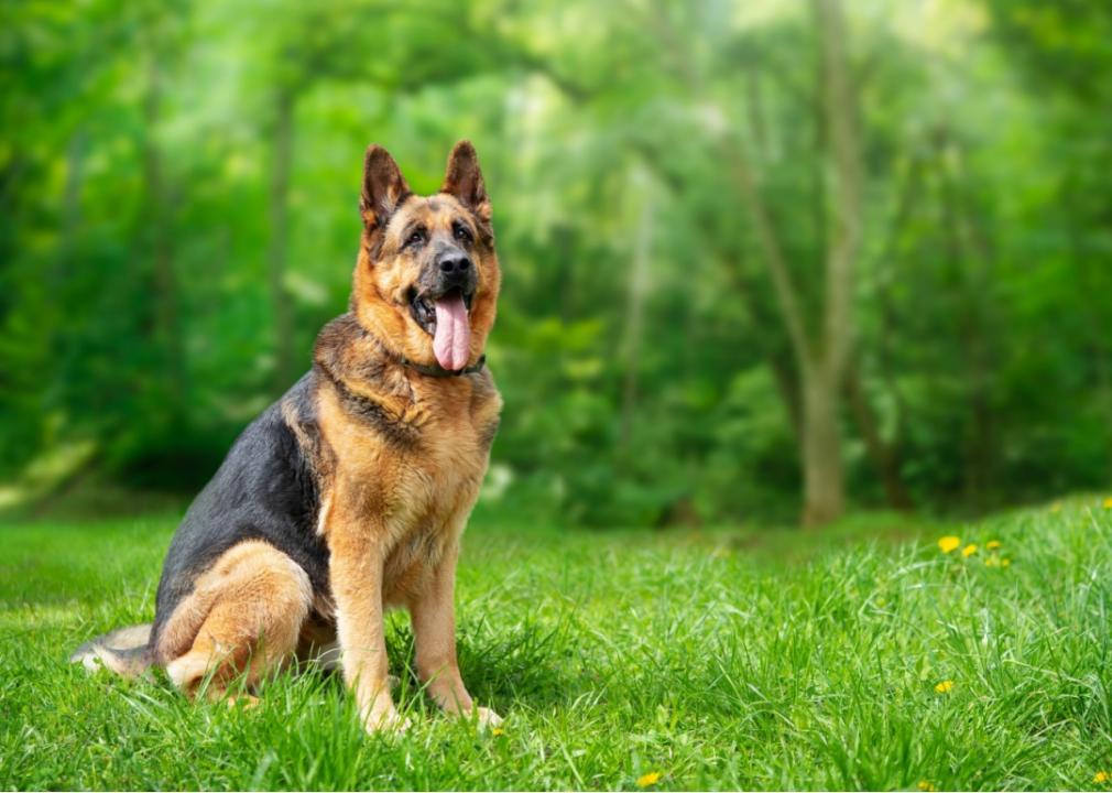 A German shepherd sitting in a grassy park.