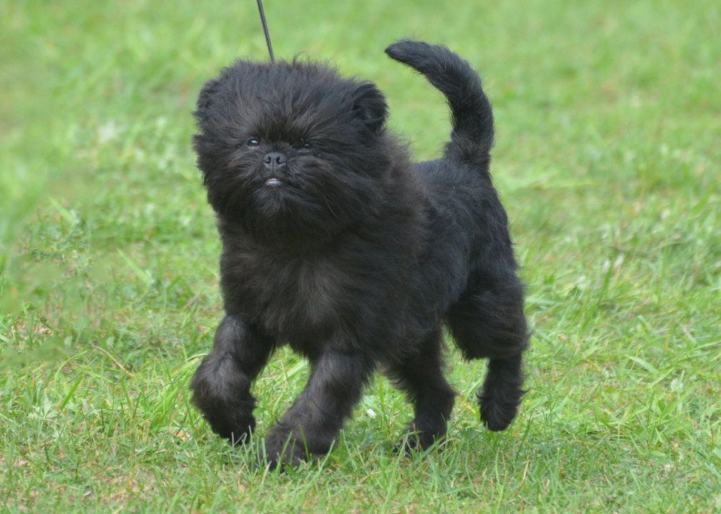 Affenpinscher