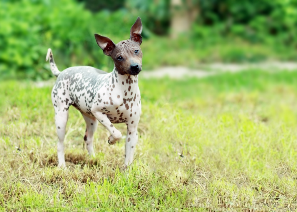 American Hairless Terrier