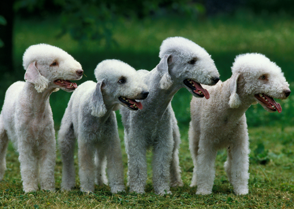 Bedlington Terrier