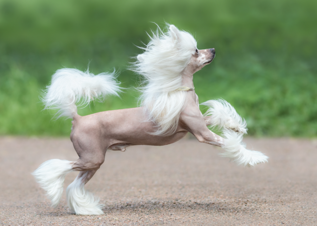 Chinese Crested