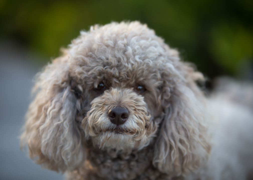 Miniature Poodle