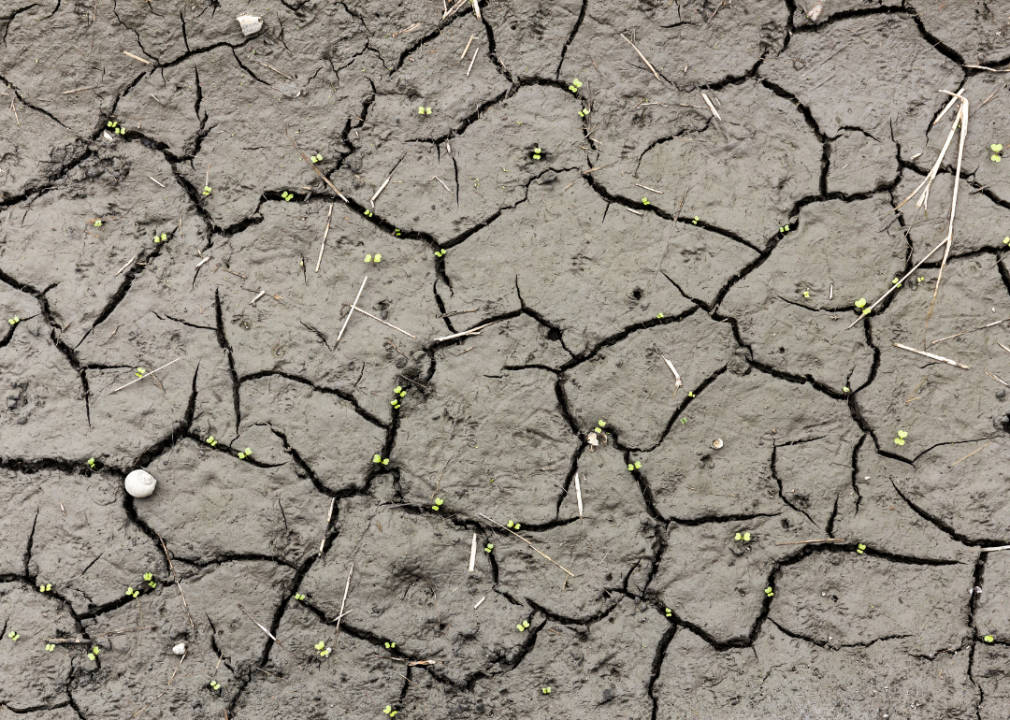 A close-up of cracked dirt ground.