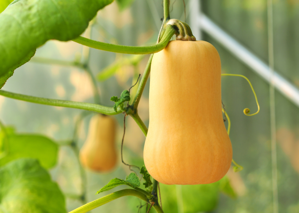 A butternut squash hanging from a vine. 