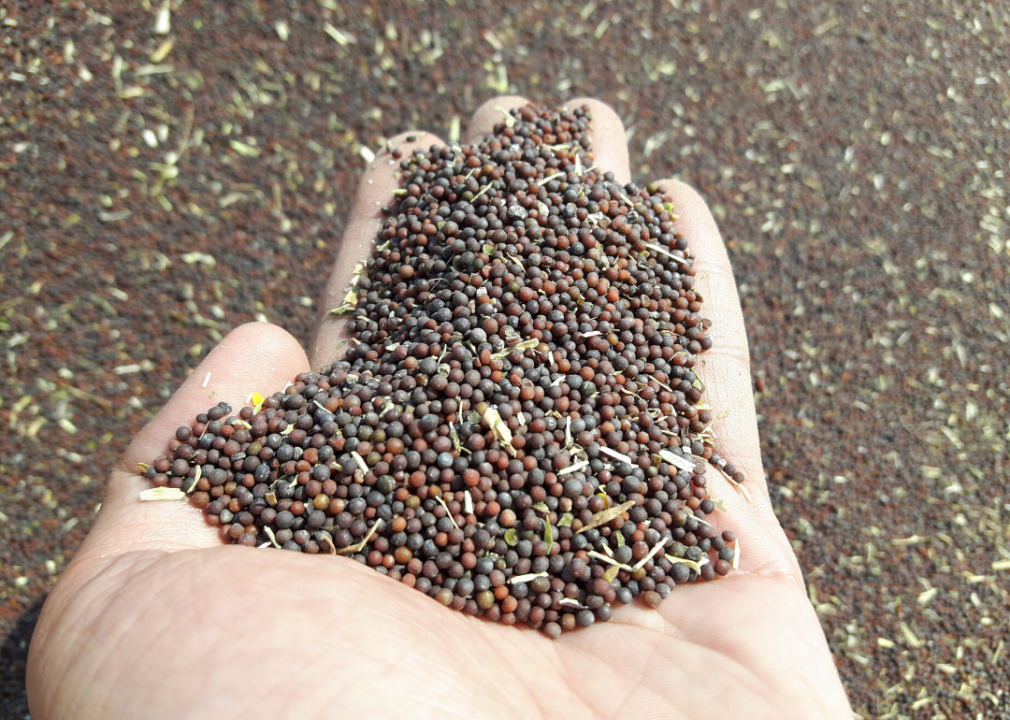 #10. Canola