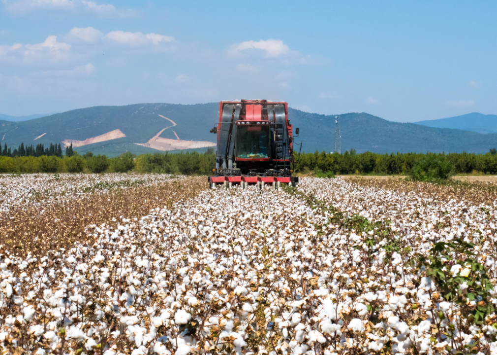 Most valuable crops grown in Tennessee WATE 6 On Your Side