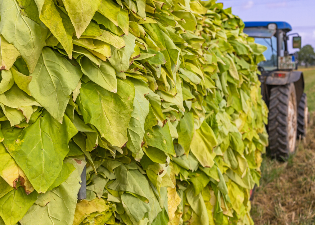 Most valuable crops grown in Tennessee WATE 6 On Your Side