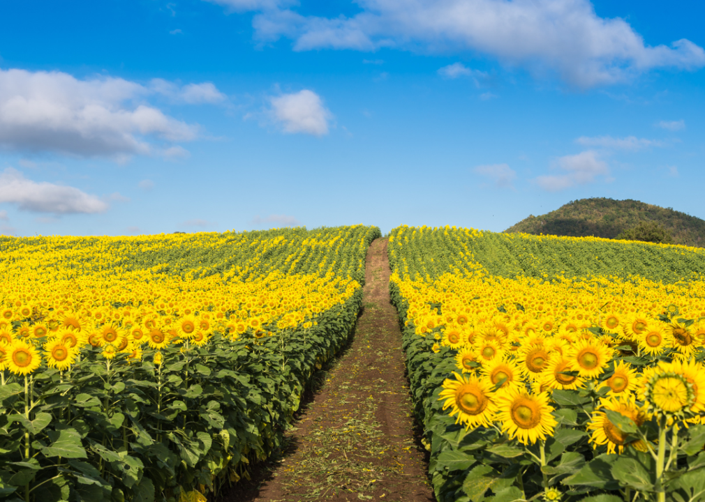 A field of sunflowers.