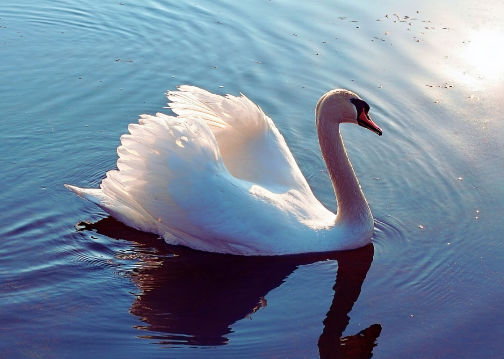 A swan in a lake.