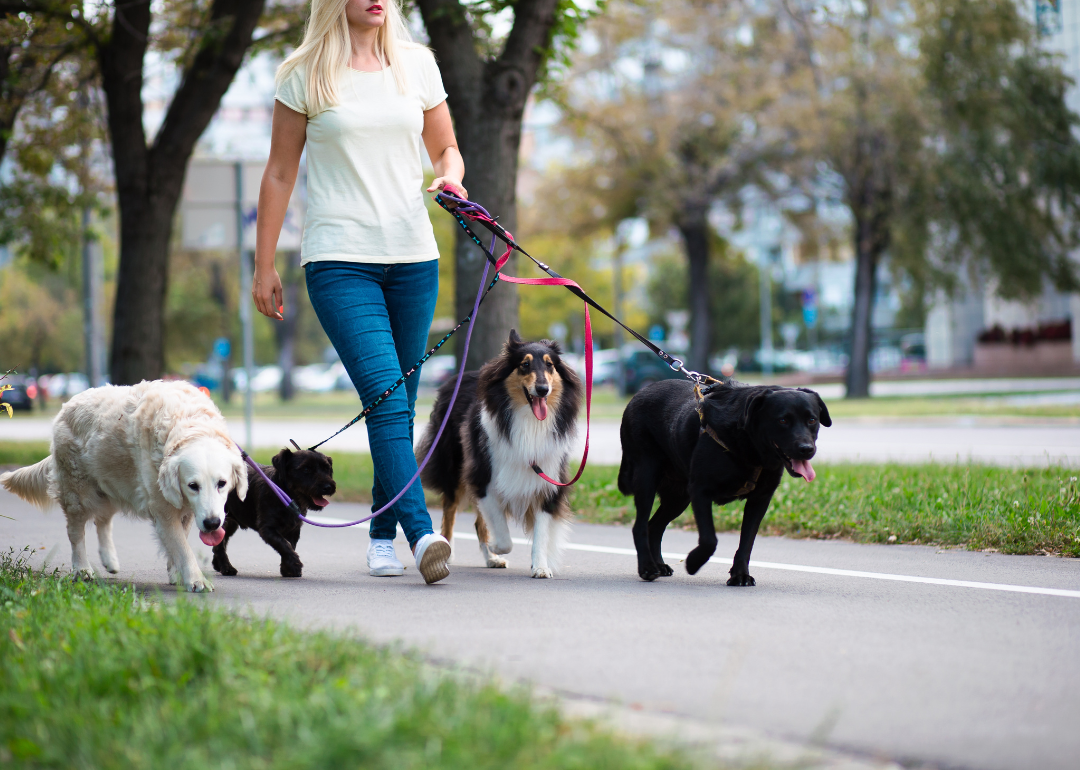A person walking four dogs